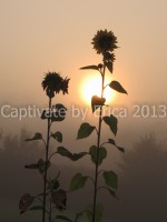 /album/captivatebyerica/morning-sun-fog-flowers-768x1024-jpg/